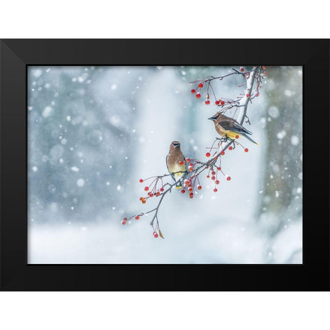 Colors Of Winter Black Modern Wood Framed Art Print by Chen, Hong