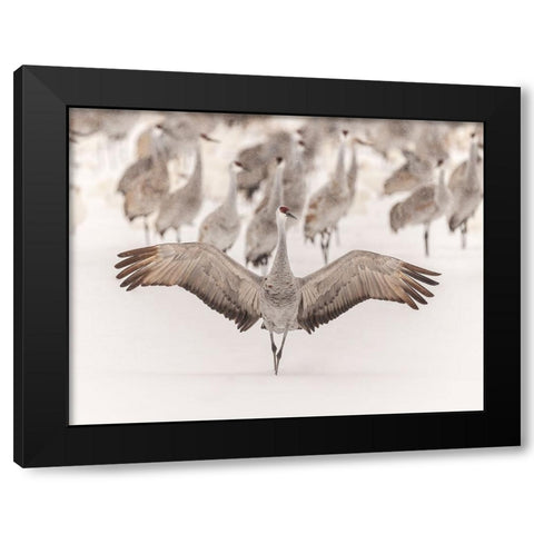 King Black Modern Wood Framed Art Print by Wang, Qingsong