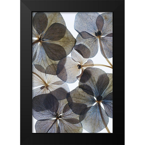 Botanical #21 Black Modern Wood Framed Art Print by Lenka
