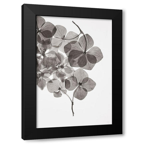 Botanical 24 Black Modern Wood Framed Art Print with Double Matting by Lenka