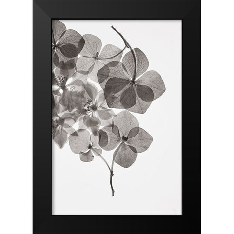 Botanical 24 Black Modern Wood Framed Art Print by Lenka