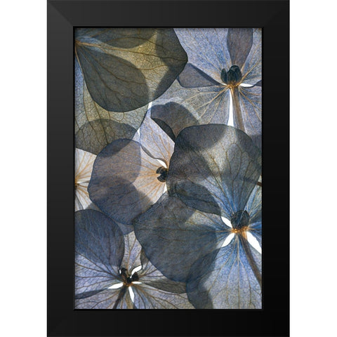 Botanical #26 Black Modern Wood Framed Art Print by Lenka
