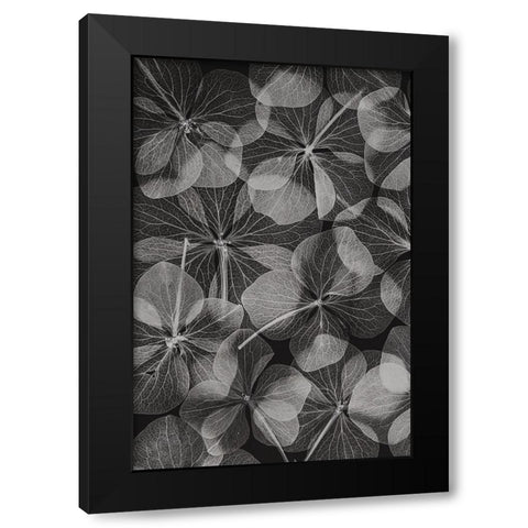 Botanical 48 Black Modern Wood Framed Art Print by Lenka