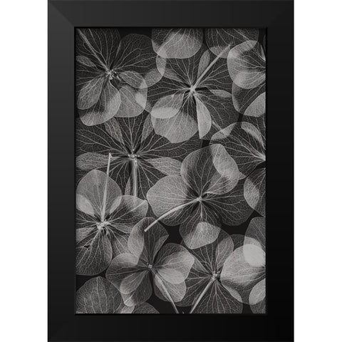 Botanical 48 Black Modern Wood Framed Art Print by Lenka