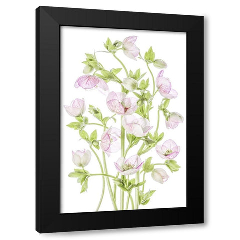 Hellebore Black Modern Wood Framed Art Print with Double Matting by Disher, Mandy