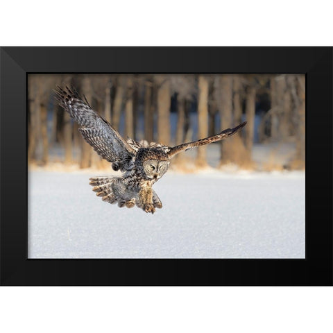 The Morning Catching Black Modern Wood Framed Art Print by Zuo, Jun