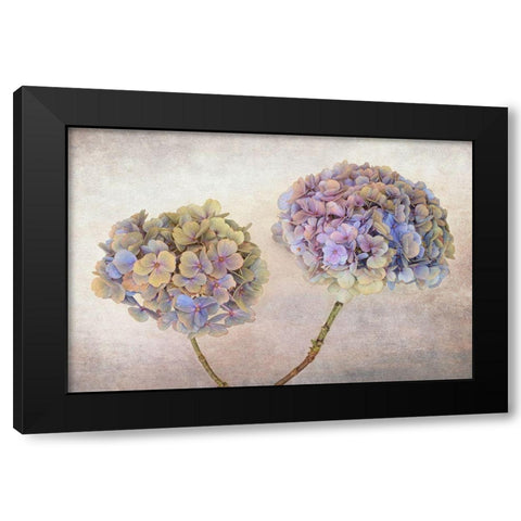 Hydrangea Black Modern Wood Framed Art Print with Double Matting by Veenstra, Ytje