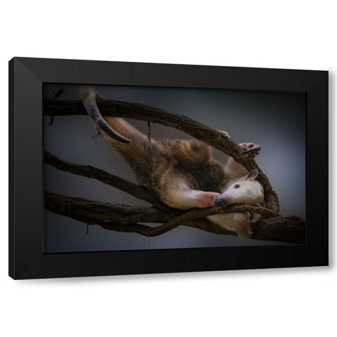 Tamandua Black Modern Wood Framed Art Print with Double Matting by Jealousy