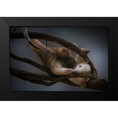 Tamandua Black Modern Wood Framed Art Print by Jealousy