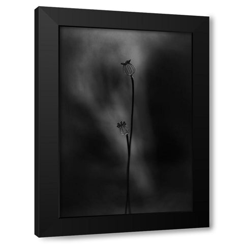 Old Poppies Black Modern Wood Framed Art Print with Double Matting by Gronkjar, Lotte