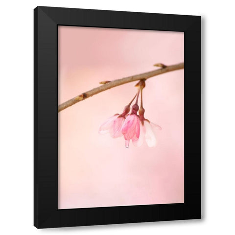 The Icon Of Spring Black Modern Wood Framed Art Print with Double Matting by Passion, F4