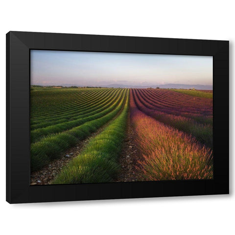 Field Of Lavender Black Modern Wood Framed Art Print by Anton, Rostovskiy