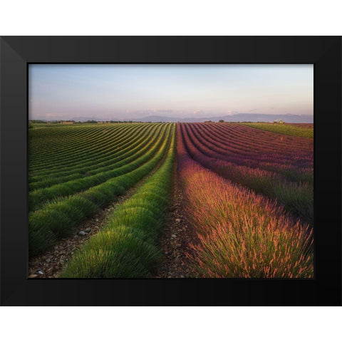 Field Of Lavender Black Modern Wood Framed Art Print by Anton, Rostovskiy