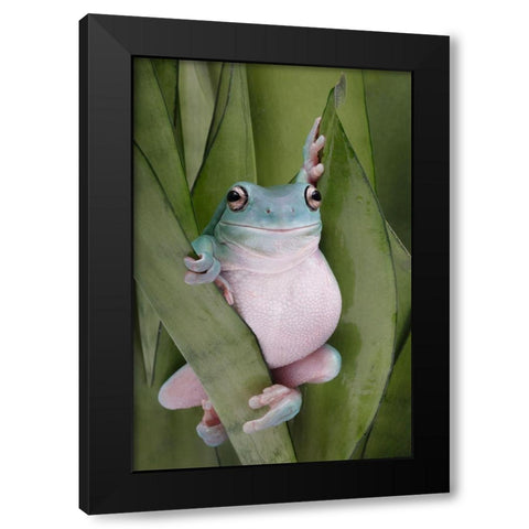 A Whites Tree Frogs Pose Black Modern Wood Framed Art Print by D Lester, Linda