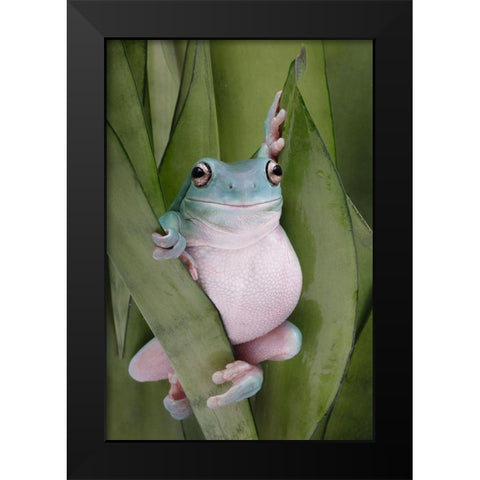 A Whites Tree Frogs Pose Black Modern Wood Framed Art Print by D Lester, Linda