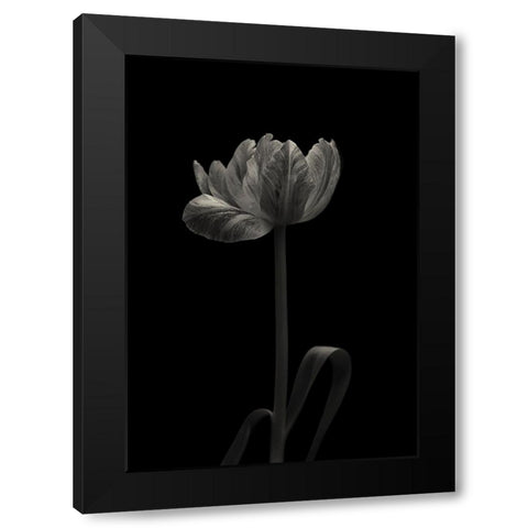 Tulip Mania Black Modern Wood Framed Art Print with Double Matting by Gronkjar, Lotte