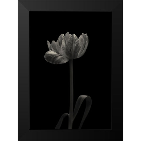 Tulip Mania Black Modern Wood Framed Art Print by Gronkjar, Lotte