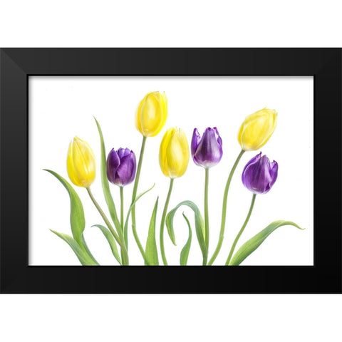 Tulip Black Modern Wood Framed Art Print by Disher, Mandy