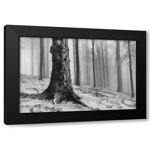 Forest Black Modern Wood Framed Art Print with Double Matting by Pavlasek, Tom