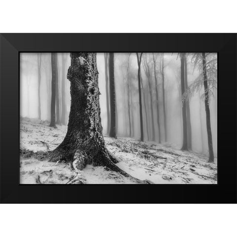 Forest Black Modern Wood Framed Art Print by Pavlasek, Tom