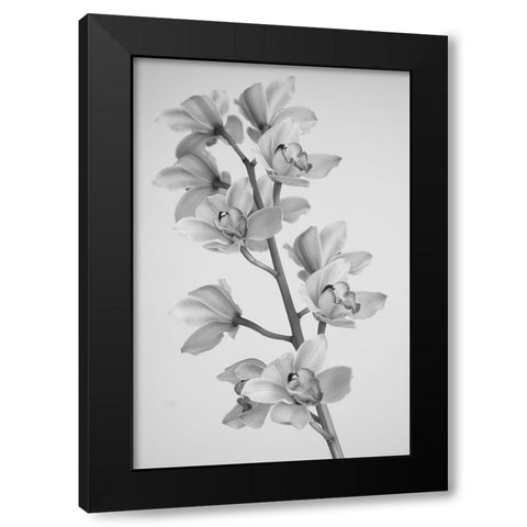 Wild Orchid Black Modern Wood Framed Art Print with Double Matting by Mandich, Igor