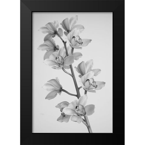 Wild Orchid Black Modern Wood Framed Art Print by Mandich, Igor