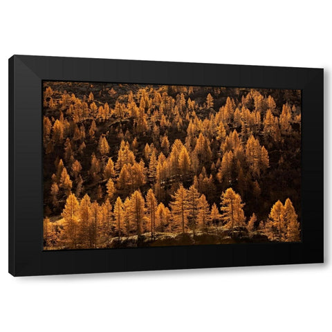 Larches In Autumn Black Modern Wood Framed Art Print by Manzoni, Michel
