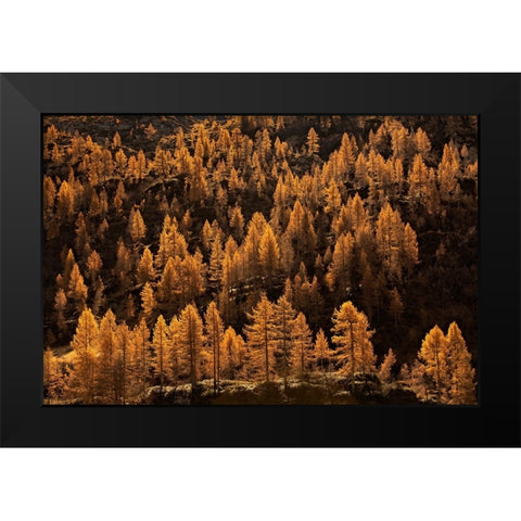 Larches In Autumn Black Modern Wood Framed Art Print by Manzoni, Michel