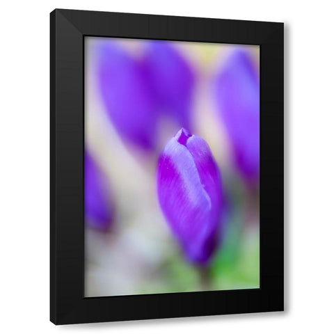 Violet Dreams Black Modern Wood Framed Art Print with Double Matting by Riml, Ludwig