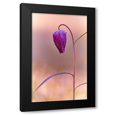 Fritillary Black Modern Wood Framed Art Print with Double Matting by Williams, Stuart
