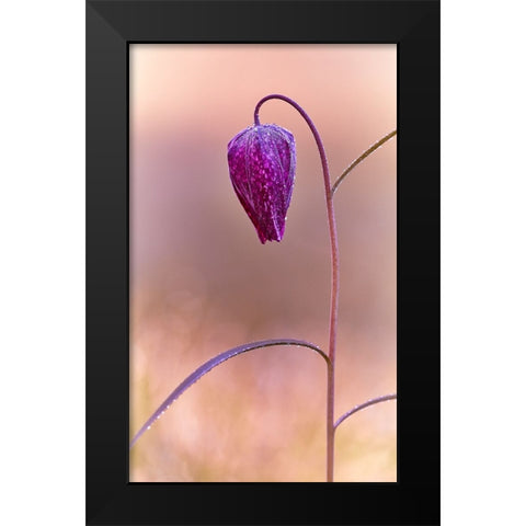 Fritillary Black Modern Wood Framed Art Print by Williams, Stuart