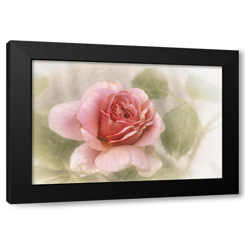 Smooth Rose Black Modern Wood Framed Art Print by Claes, Gilbert