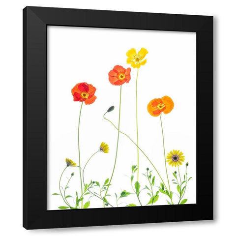 Flowers Black Modern Wood Framed Art Print with Double Matting by Ren, Chuanxu