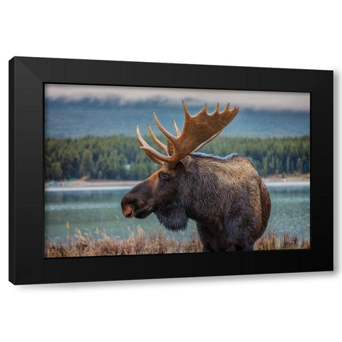 Moose Black Modern Wood Framed Art Print by Romero Salamanca, Juan