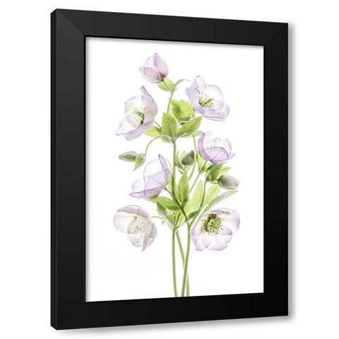 Hellebore Black Modern Wood Framed Art Print with Double Matting by Disher, Mandy