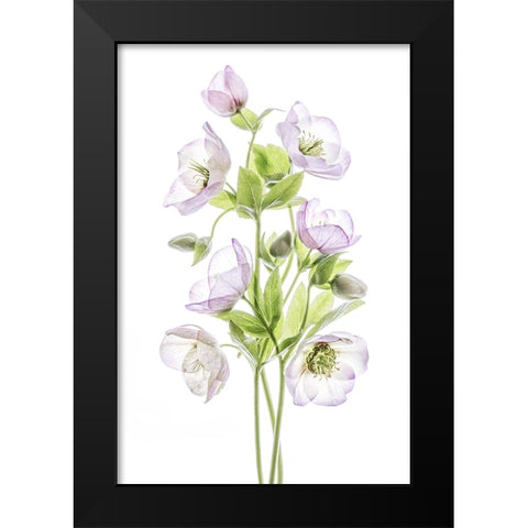 Hellebore Black Modern Wood Framed Art Print by Disher, Mandy