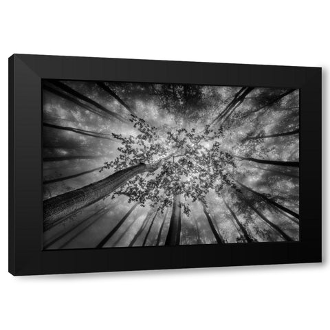 Forest Views Black Modern Wood Framed Art Print with Double Matting by Pavlasek, Tom