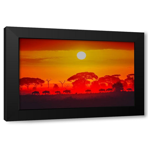 Amboseli Sunrise Black Modern Wood Framed Art Print with Double Matting by C. Sink, Jeffrey