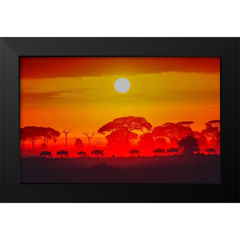Amboseli Sunrise Black Modern Wood Framed Art Print by C. Sink, Jeffrey