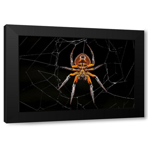 Tropical Orb Weaver Black Modern Wood Framed Art Print by Zygmunt, Milan