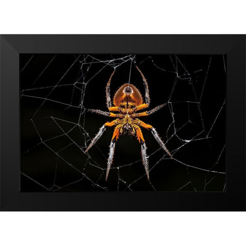 Tropical Orb Weaver Black Modern Wood Framed Art Print by Zygmunt, Milan