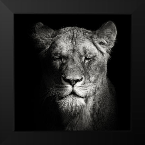 Lioness Black Modern Wood Framed Art Print by Meermann, Christian