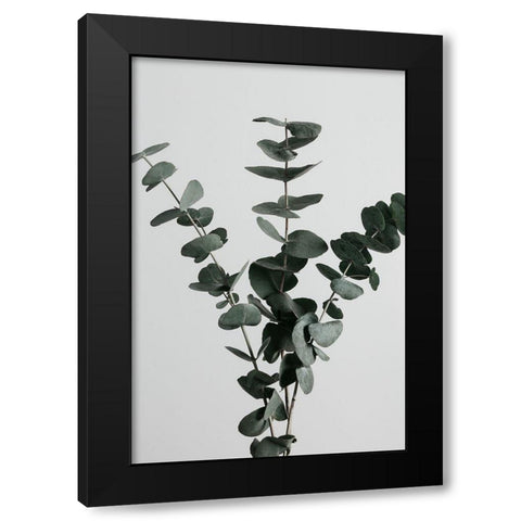 Eucalyptus Natural 01 Black Modern Wood Framed Art Print with Double Matting by 1x Studio III