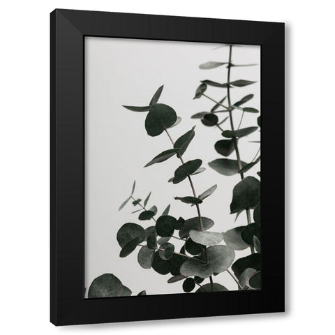 Eucalyptus Natural 08 Black Modern Wood Framed Art Print with Double Matting by 1x Studio III