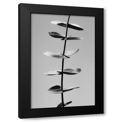 Eucalyptus Black a White Black Modern Wood Framed Art Print with Double Matting by 1x Studio III