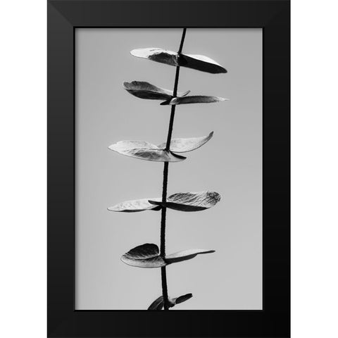 Eucalyptus Black a White Black Modern Wood Framed Art Print by 1x Studio III
