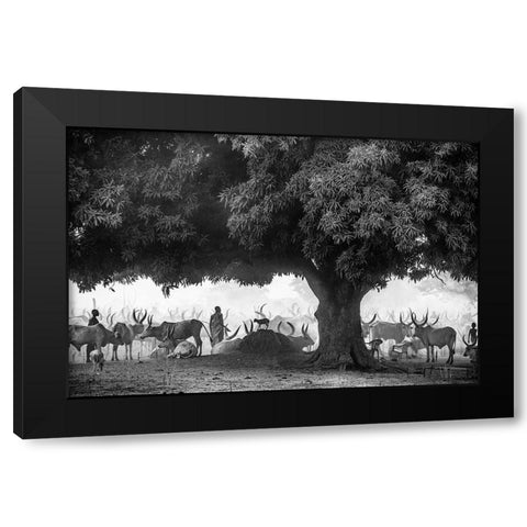 The Mango Tree Black Modern Wood Framed Art Print by Cole, Trevor
