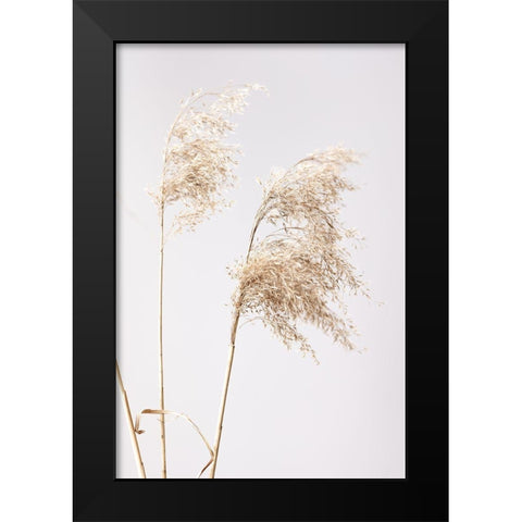 Reed Grass Grey  01 Black Modern Wood Framed Art Print by 1x Studio III