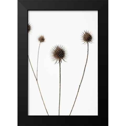 Thistle Grey 07 Black Modern Wood Framed Art Print by 1x Studio III