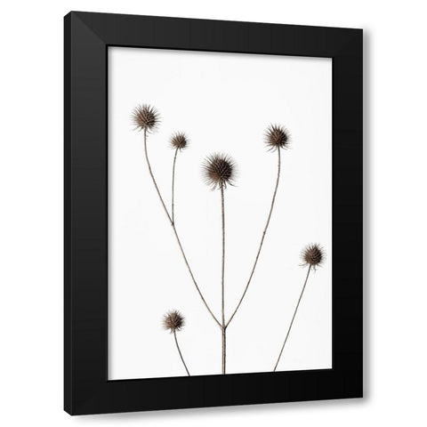 Thistle Grey 11 Black Modern Wood Framed Art Print by 1x Studio III